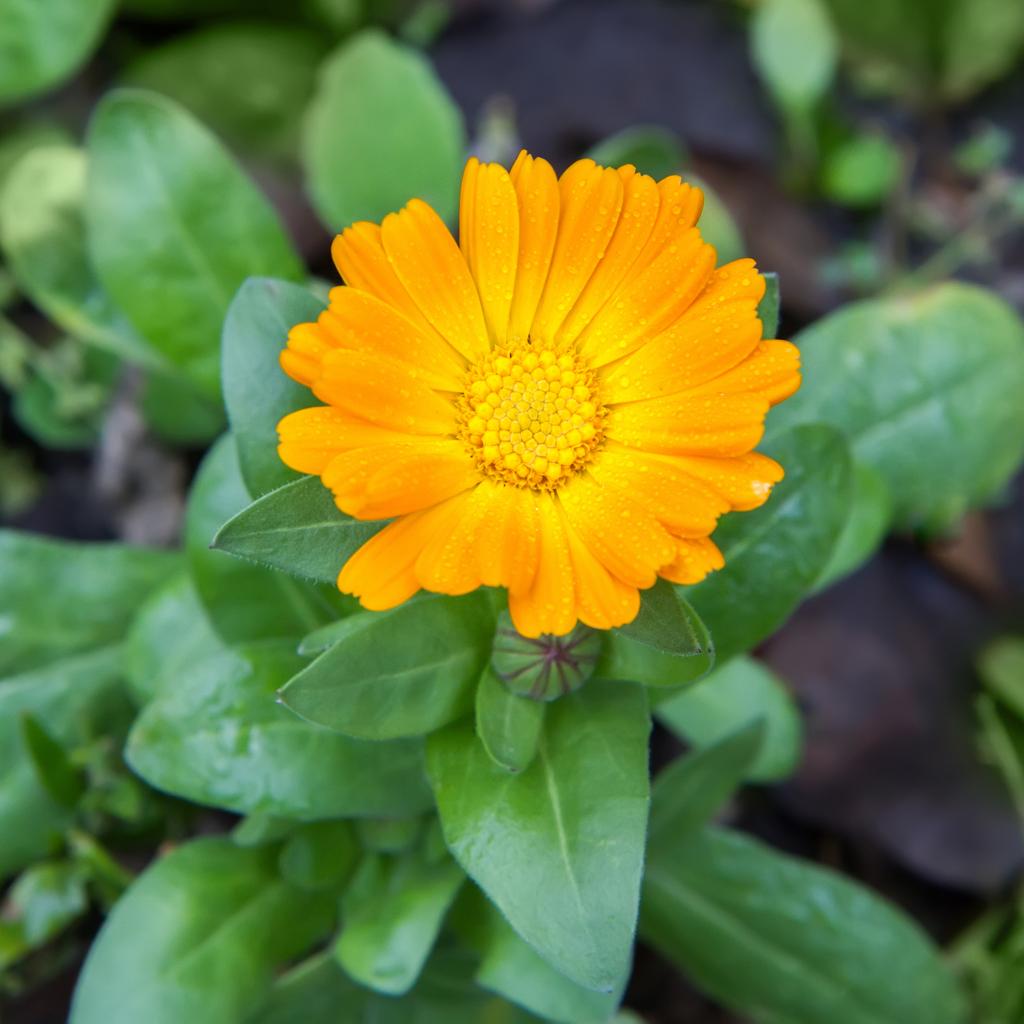 Fresh botanical ingredients used in Dr. Lou's Organic Skincare handcrafted formulations.