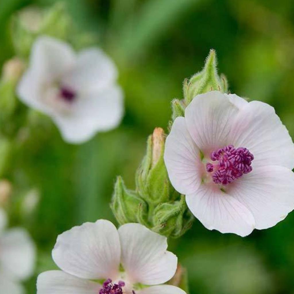 Fresh botanical ingredients used in Dr. Lou's Organic Skincare handcrafted formulations.