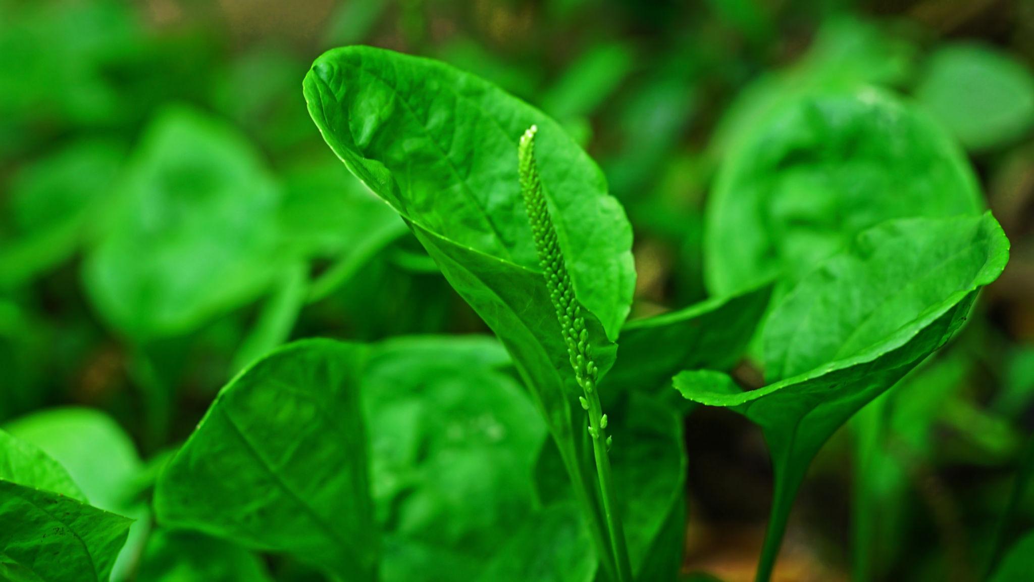 Fresh botanical ingredients used in Dr. Lou's Organic Skincare handcrafted formulations.